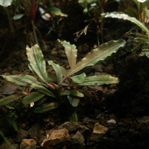 Bucephalandra sp.  Fino Bitter.jpg