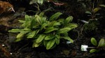 Bucephalandra sp. Kualakuayan I.jpg