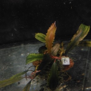 Bucephalandra sp.  Metalic Wave.jpg