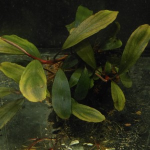 Bucephalandra sp.  Narcissus 2.jpg