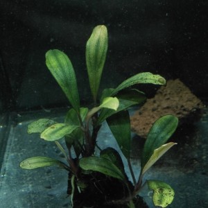 Bucephalandra sp.  Pancuraji.jpg