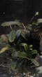 Bucephalandra sp.  Rubro Uvae Grappa.jpg