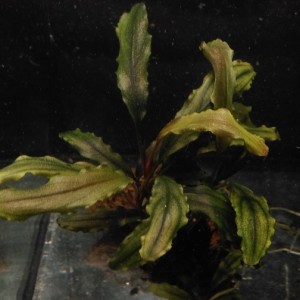 Bucephalandra sp.  Sintang West kalimantant(1).jpg