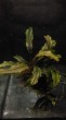 Bucephalandra sp.  Sintang West kalimantant(1).jpg