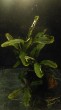 Bucephalandra sp.  Theia-3.jpg
