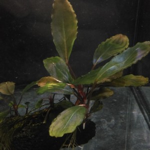 Bucephalandra sp.  Theia-9.jpg