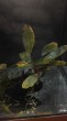 Bucephalandra sp.  Theia-9.jpg