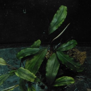 Bucephalandra sp.  Theia Black.jpg