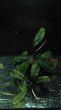 Bucephalandra sp.  Theia Black.jpg