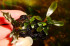 DSC04275.JPG