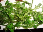 DSC06156.JPG