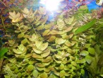 DSCF0046.JPG
