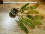 DSCN0089.JPG
