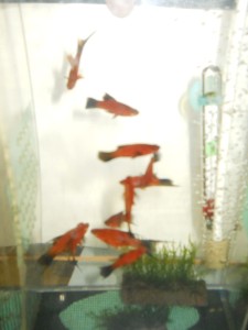 DSCN0117.JPG