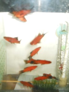 DSCN0119.JPG