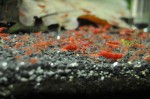copy_441_DSC6028.jpg