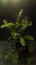 copy_841_Bucephalandra-sp.-Theia-3.jpg