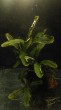 copy_841_Bucephalandra-sp.-Theia-3.jpg