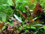 copy_958_42а1.jpg