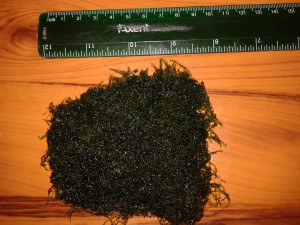 Яванский мох.jpg