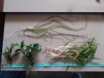 20150425_120354.jpg