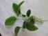Anubias barteri var barteri01.JPG