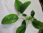 Anubias barteri var barteri02.JPG