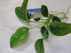 Anubias barteri var barteri04.JPG