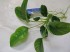 Anubias barteri var barteri04.JPG