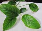 Anubias barteri var barteri05.JPG