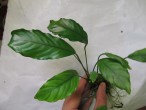 Anubias sp undulatus latifolia03.JPG