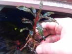 Bucephalandra sp. Black Palm Tree, Sanggau.jpg