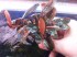 Bucephalandra sp. Gost Long leaf..jpg