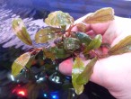 Bucephalandra sp. Lalina Black..jpg