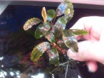 Bucephalandra sp. Nanga Taman Kab.Sanggau.jpg