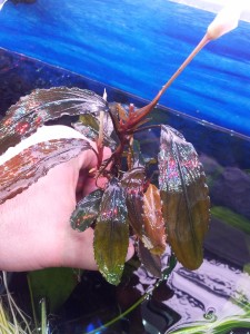 Bucephalandra sp. Sweet Maharani.jpg