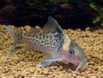 Corydoras delphax2.jpg