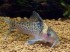 Corydoras delphax2.jpg