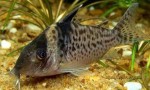Corydoras_delphax.jpg