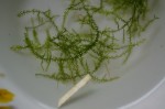 Crescend Moss macro2.JPG