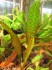 Cryptocoryne hudoroi02.JPG