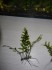 DSCN6554.JPG