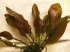 Echinodorus Kleiner Bar02.JPG