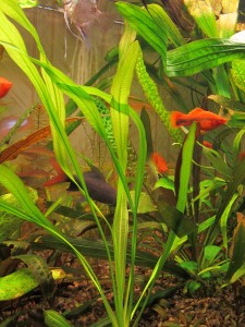 Echinodorus uruguayensis 05.JPG