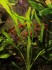Echinodorus uruguayensis 06.JPG