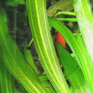 Echinodorus uruguayensis_0005.JPG