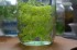 Flame moss.JPG