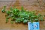 Micranthemum umbrosum.JPG