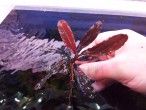 bucephalandra sp. black centipede.jpg