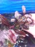 bucephalandra sp. brownie brown.jpg